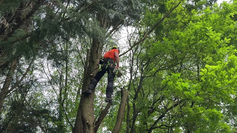 Why Choose Our Tree Removal Services in Peoria, AZ?